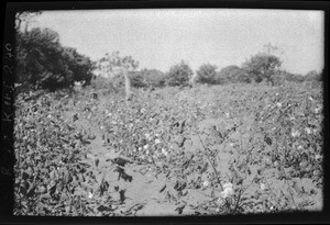 Cotton plantation, Mozambique, ca. 1933-1939