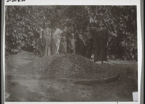 A heap of palm-nuts freed from their original clusters