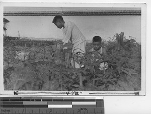 The Victory Garden at Danzhu, China, 1928