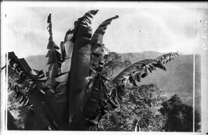 Wild banana tree, Lemana, South Africa