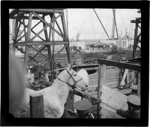 Boarding horses in Port of Cape Town