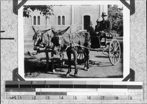 Donkey cart, South Africa