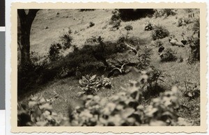 Vultures eating carrion, Ethiopia