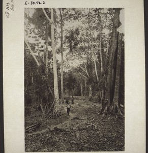 A path in the jungle in Cameroon