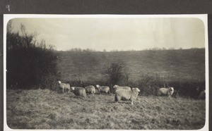 Pasture for sheep