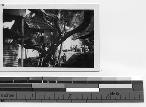 A tree house at Luoding, China, 1937