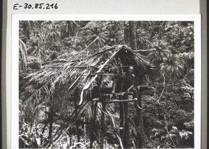 A man guarding the maize in the Mbembe forest in the grassfields