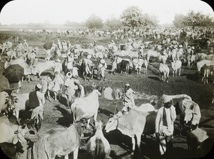 Cattle fair at Sonepur, India, 1913