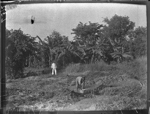 The garden of Henri Alexandre Junod in Shilouvane, South Africa, ca. 1901-1907