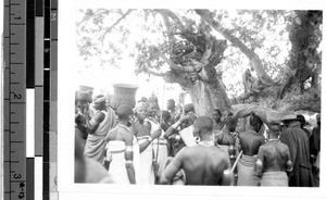 Large group of people standing near the trunk of a tree, Africa, ca. 1920-1940