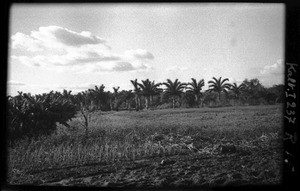 Coconut palms, Mozambique, ca. 1933-1939