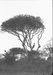 A tree in Ricatla, Mozambique, ca. 1896-1911