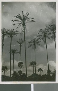 Palm Trees and Weaver Birds, Lagos, Nigeria, 1950