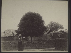 Orange tree in Akropong (Gold Coast)