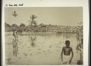 At the buffalo races near Gudde. (Udapi)