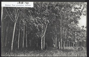 Rubber Tree plantation, Borneo