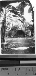 Hut surrounded by banana trees, Uganda, Africa, ca. 1920-1940