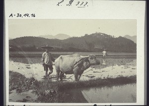 Treatment of the flooded rice fields to make a sort of 'porridge' into which the rice seedlings are planted