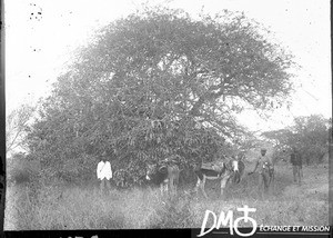 African men and donkeys, Mozambique, ca. 1896-1911