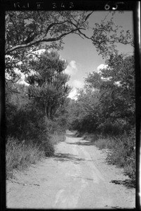 Path to Malengane, Maputo, Mozambique ca. 1940-1950