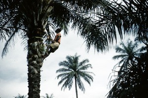 Harvesting palm nuts, Cameroon, 1953-1968