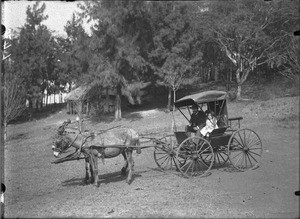 David Paul and Nora Lenoir in a carriage, Lemana, Limpopo, South Africa, ca. 1906-1907