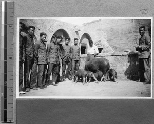 Teaching students to raise pigs at Harwood Bible Training School, Fenyang, Shanxi, China, ca.1936-37