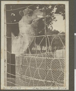 Camel at the Durban Zoo, Durban, South Africa, July 1917