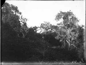 Forest near Antioka, Mozambique, ca. 1916-1930