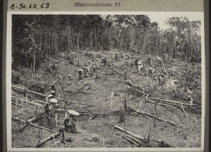 A piece of jungle has been burned down. The people are planting rice. Note the large hats. Typically they are only worn when people are at work