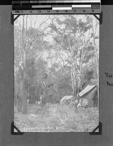 Camp site in the forest, Nyasa, Tanzania