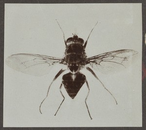 Tsetse fly, Tanzania