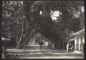 Kalfura Banyan tree? - Ceylon