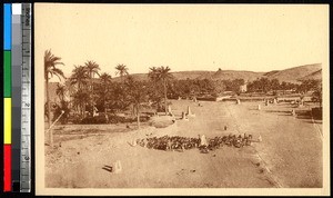 A herd of cattle near communal wells, M'zab, Oued, Algeria, ca.1920-1940