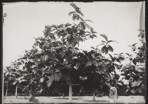 Breadfruit tree on a government farm