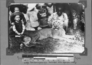 A shot lion, Rutenganio, Tanzania, ca. 1898-1914