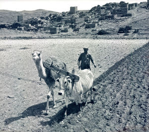 Der pløjes med ujævnt forspand. Foto anvendt 1966