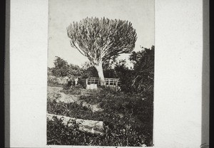 An african euphorbia tree