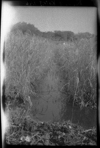 Rice field, Mozambique, ca. 1933-1939