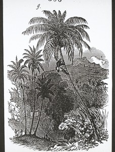 Palm farmers