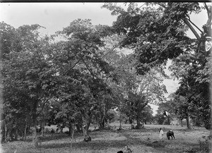 African man with a mule in a grove, Masama, Tanzania, ca.1893-1920