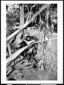 Religious articles on a table in a garden, Los Angeles, 1999