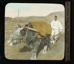 Caption: Plowing scene near Seoul: Korean farmer in his white costume