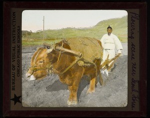 Farmer and ox plowing near Seoul