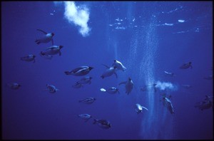 Emperor penguins underwater, Antarctica, 1984