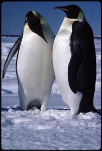 Two emperor penguins, McMurdo Ice Edge, Antarctica, 1989