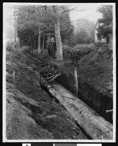 Preservation of tree roots during installation of new underground pipeline