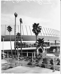 Dead palm trees outside of the Los Angeles Memorial Sports Arena, 1960