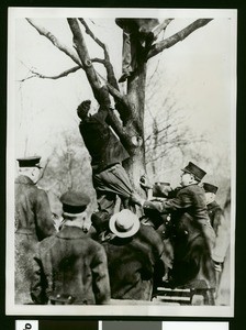 Communist Benjamin Saul being pulled from tree by police in Boston, 1931