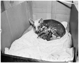 Chinese crested pups, 1953